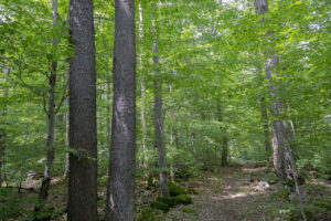 Susquehannock State Forest | Visit Potter-Tioga Pennsylvania